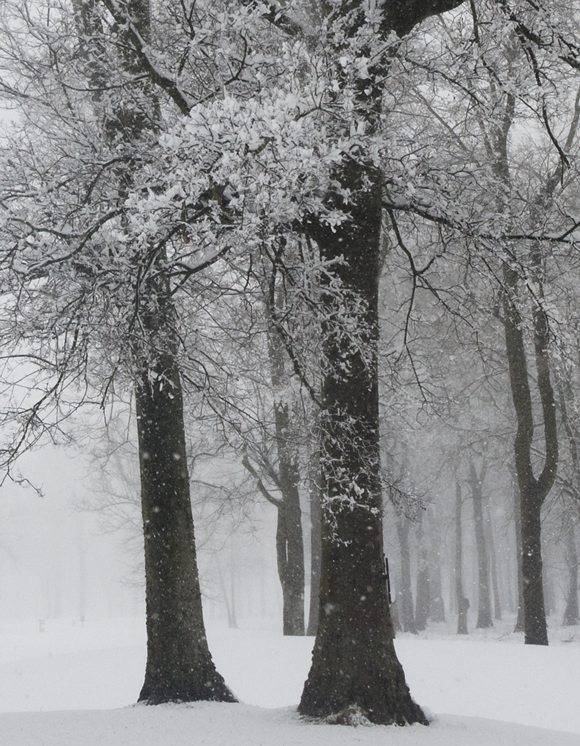 harbor oaks golf club trees in snow