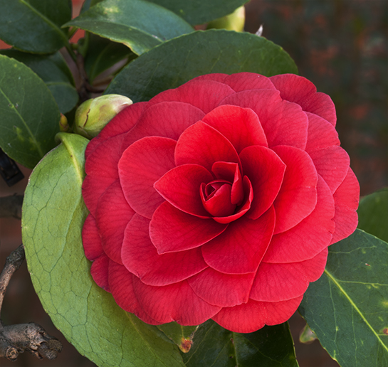 camellia bloom